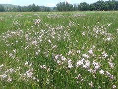 Chironia palustris palustris