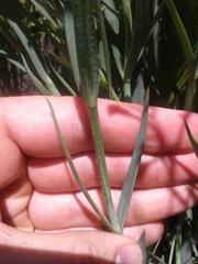 Chironia palustris palustris