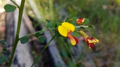 Bossiaea rhombifolia