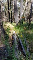 Bossiaea rhombifolia