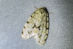 Thallarcha macilenta