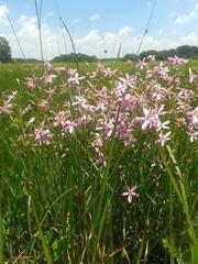 Chironia palustris palustris