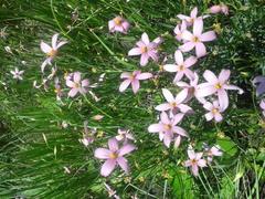 Chironia palustris palustris