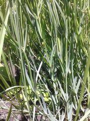 Chironia palustris palustris