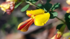 Bossiaea rhombifolia
