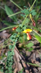 Bossiaea rhombifolia