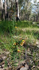 Bossiaea rhombifolia