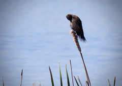 Xanthocephalus xanthocephalus