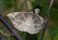 Taxeotis perlinearia