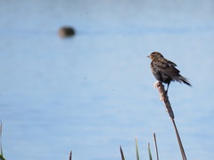 Xanthocephalus xanthocephalus