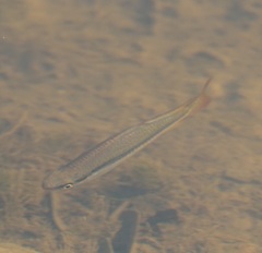 Melanotaenia splendida splendida