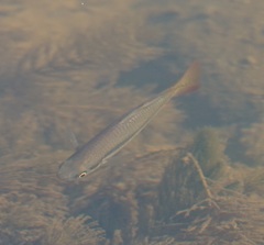 Melanotaenia splendida splendida