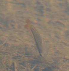 Melanotaenia splendida splendida