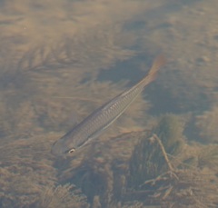 Melanotaenia splendida splendida