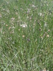Tulbaghia leucantha