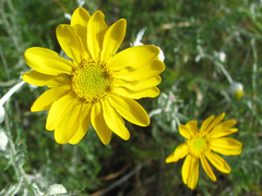 Eriophyllum lanatum achilleoides