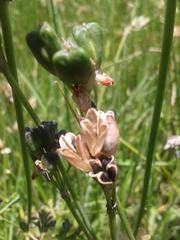 Tulbaghia leucantha