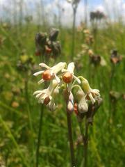 Tulbaghia leucantha
