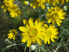 Eriophyllum lanatum achilleoides