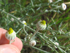 Eriophyllum lanatum achilleoides
