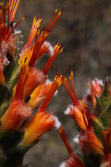 Mimetes capitulatus