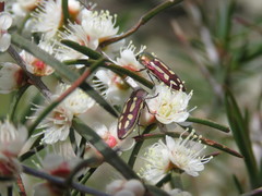 Castiarina crocicolor