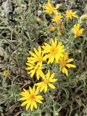 Heterotheca depressa