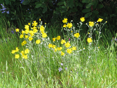 Eriophyllum lanatum achilleoides