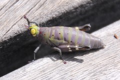 Thericles obtusifrons