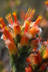 Mimetes capitulatus