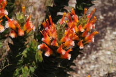 Mimetes capitulatus