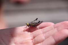 Thericles obtusifrons