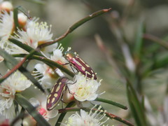 Castiarina crocicolor
