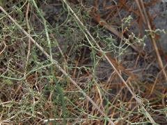 Asparagus declinatus