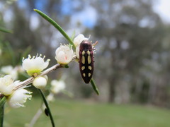 Castiarina crocicolor