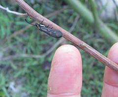 Neurosymploca concinna