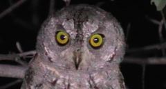 Otus senegalensis