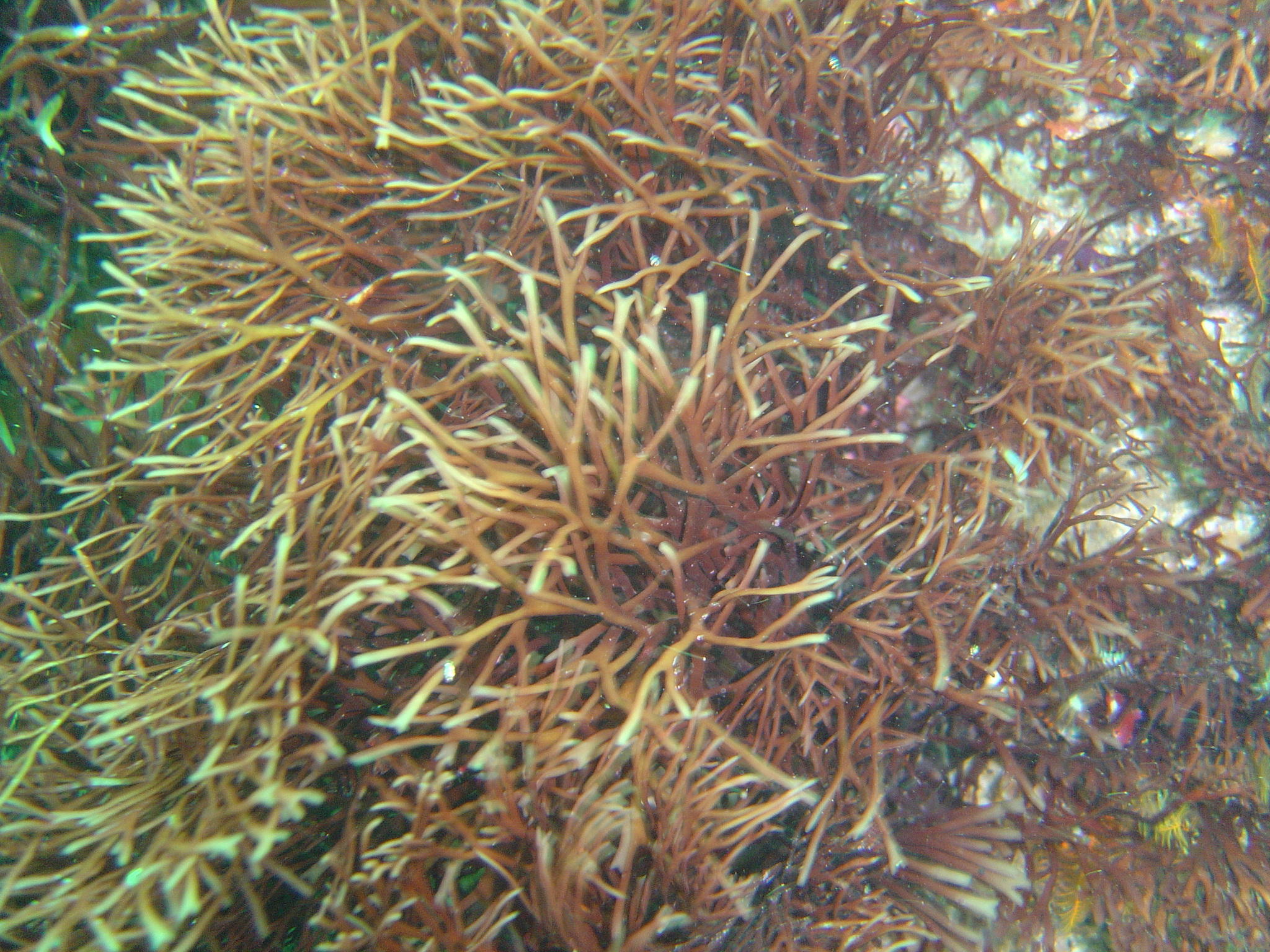 Trematocarpus
