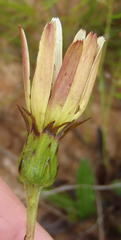 Gerbera serrata