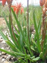 Aloe verecunda