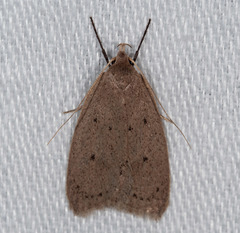 Eulechria convictella