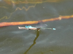Pseudagrion microcephalum