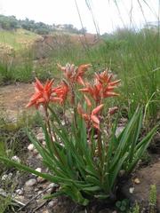 Aloe verecunda