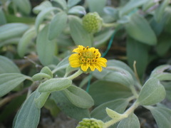 Wollastonia