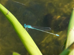 Pseudagrion microcephalum