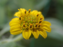 Wollastonia