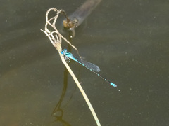 Pseudagrion microcephalum