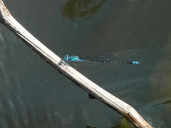 Pseudagrion microcephalum