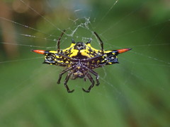Gasteracantha westringi