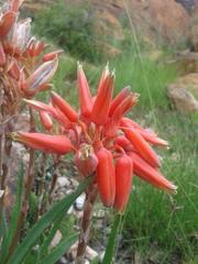 Aloe verecunda